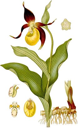 Lady's slipper orchid (Cypripedium calceolus)