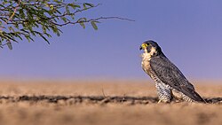 In its habitat in the Rann of Kutch, Gujarat, India