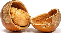 Cracked hazelnut shell displaying the edible seed
