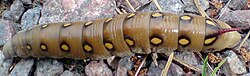 A Hyles gallii caterpillar seeking a place to pupate: the color of the caterpillar darkens before pupation.