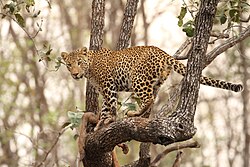 Leopards are great climbers and can carry their kills up trees to keep them out of reach of scavengers and other predators