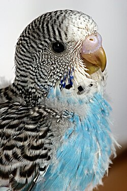 A budgerigar with pin feathers showing on its breast.