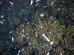 Shrimp (Alvinocaris), a few squat lobsters, and hundreds of bivalves (Bathymodiolus)