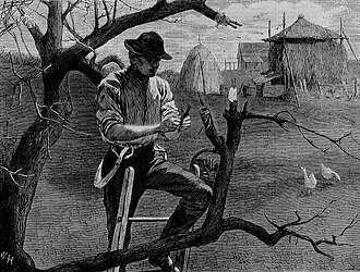 Grafting, 1870, by Winslow Homer—an example of grafting
