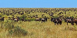 Huge herd of migratory wildebeest in Masai Mara during their annual migration shows landscape not overgrazed