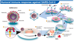 Human antibody response to SARS-CoV-2 infection