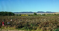 Cotton picking near Kyzyl-Kala, Karakalpakstan