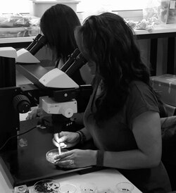 Archaeobotanist and student analysing plant remains under the microscope.