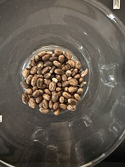 Castor beans, Egyptian tomb offering, 2000-1500 BCE. At the Louvre.