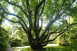 Magnolia campbellii in Trengwainton Garden, Cornwall