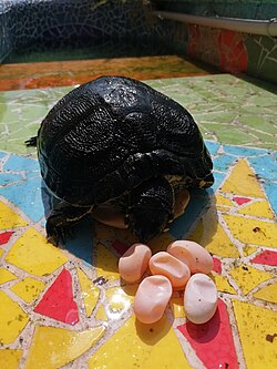 A specimen of T. s. scripta with its eggs (Italy)