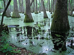 Pearl River backwater in Mississippi