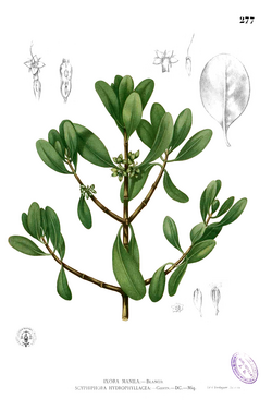 Plate depicting the "nilad" plant (Scyphiphora hydrophylacea), from Augustinian missionary Fray Francisco Manuel Blanco's botanical reference, Flora de Filipinas