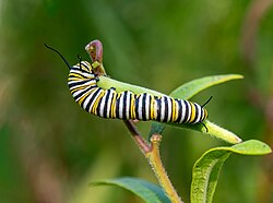 Monarch caterpillar