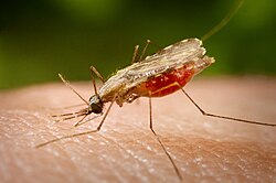 Mosquitoes are micropredators and important vectors of disease