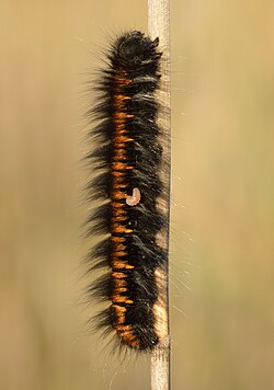 Parasitoid larva exits from a fox moth caterpillar