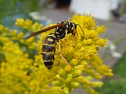 Polistes sp. parasitized by Xenos vesparum