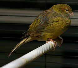 A canary sitting on its perch at night