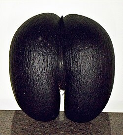 The massive fruit of the coco de mer