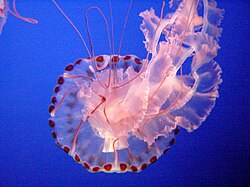 A purple-striped jellyfish at the Monterey Bay Aquarium