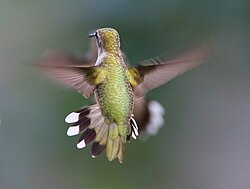 A female ruby-throated hummingbird hovering in mid-air