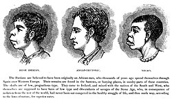 A late-19th-century illustration from H. Strickland Constable's Ireland from One or Two Neglected Points of Views shows an alleged similarity between "Irish Iberian" and "Negro" features in contrast to the higher "Anglo-Teutonic".
