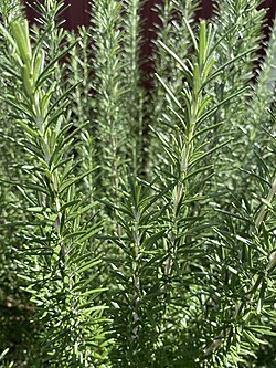 Rosemary plant