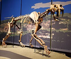 Fossil of Smilodon populator