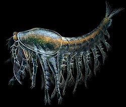 Yicaris is one of the earliest crustaceans that have been discovered.