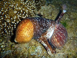 Tonna perdix, a selective predator of tropical sea cucumbers