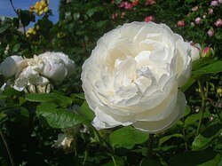 Rose cultivar 'Winchester Cathedral', Austin 1992