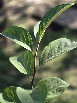 Leaves of D. kaki cultivated in Brazil