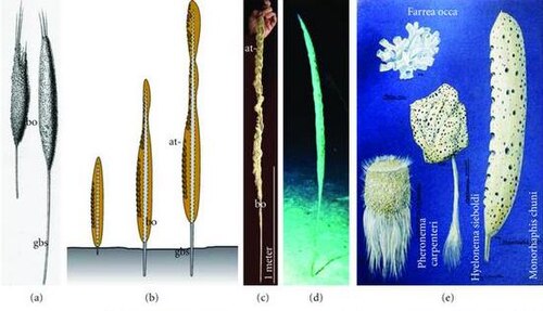 Shown right: Glass sponges (hexactinellids) may live 15,000 years.[56]Shown left: The largest biosilica structure on Earth is the giant basal spicule from the deep-sea glass sponge Monorhaphis chuni.[19]