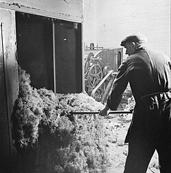Inside a British factory, a textile worker rakes newly-made 'shoddy' which was then combined with new wool to make new cloth