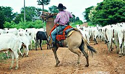 Cattle in Mato Grosso
