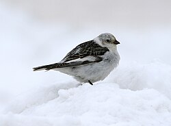 A snow bunting in Alaska. This species breeds mainly in the Arctic tundra and winters in northern temperate areas.