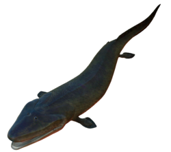 Restoration