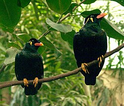 The common hill myna was named Gracula religiosa in 1758