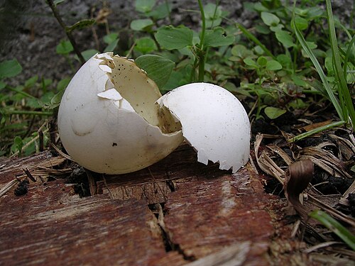 A broken wild bird eggshell