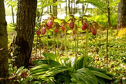 Pink lady's slippers in Nova Scotia, Canada