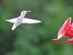 Albino individual at a feeder, in Ontario