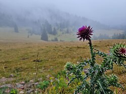 Musk thistle, C. Nutans in the Carpathian Mountains