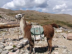 A pack llama