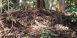 Leaf litter nest of an Australian brushturkey in northern Sydney