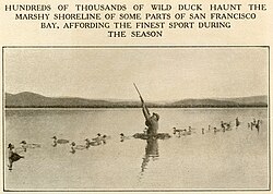 Duck hunting on the Bay, 1915