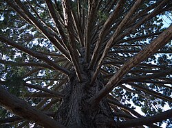 S. giganteum in Queenstown, New Zealand
