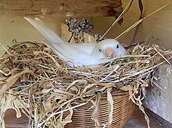 A white canary nesting