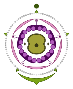 Flower diagram of Carduus (Carduoideae) shows (outermost to innermost): subtending bract and stem axis; calyx forming a pappus; fused corolla; stamens fused to corolla; gynoecium with two carpels and one locule.