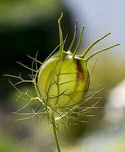 Nigella damascena seed capsule