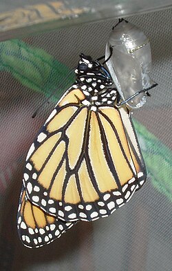 An emergent monarch clinging to its chrysalis shell